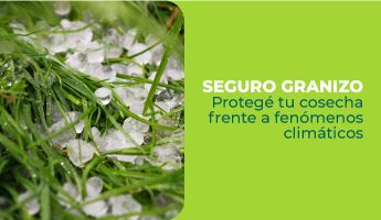 Seguro Granizo